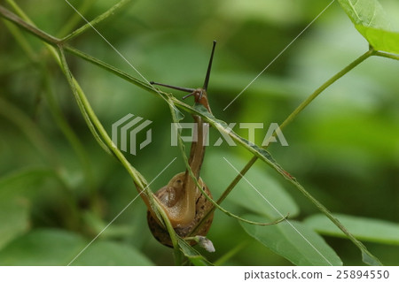 Creature Snails Nippon Mai Mai, stretching out his body with rainy weather during eating Creature Snails Nippon Mai Mai, stretching out his body with rainy weather during eating 25894550