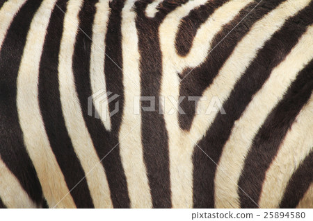 斑馬圖案 斑馬圖案 25894580