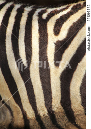 斑馬圖案 斑馬圖案 25894581
