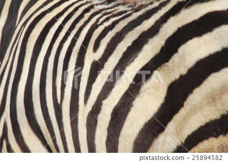 斑馬圖案 斑馬圖案 25894582