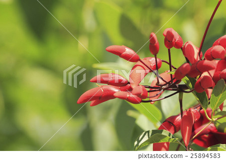 美國Dego的芽 美國Dego的芽 25894583