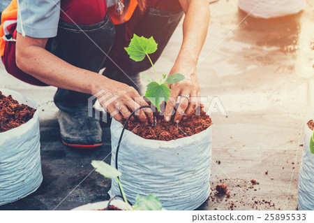 close up hand woman sowing cucumber plant 25895533