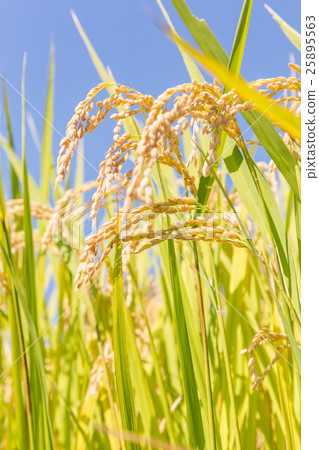 Rice ear (October) 25895563