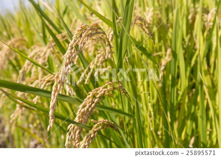Rice ear (October) 25895571