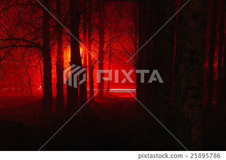Scary foggy forest 25895786