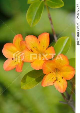 Virea (Malaysia Rhododendron) Virea (Malaysia Rhododendron) 25897736