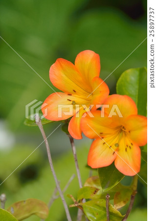 Virea (Malaysia Rhododendron) Virea (Malaysia Rhododendron) 25897737