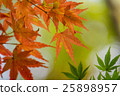 秋季葉子和年輕葉子在秋天結束時 25898957