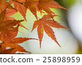 秋天的色調和太陽的葉子 25898959