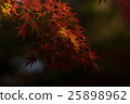 太陽在樹蔭下擊中樹木 25898962