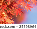 在藍天的秋葉 25898964