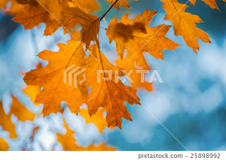 Oak branch with red leaves at sunset 25898992