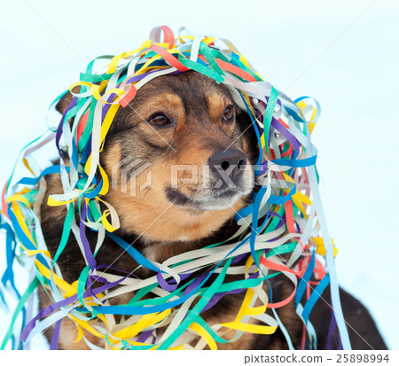 Portrait of a dog entangled in colorful serpentine 25898994