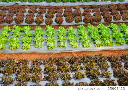 Rows of assorted vegetables Rows of assorted vegetables 25903423