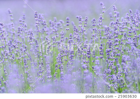 初夏花薰衣草 25903630