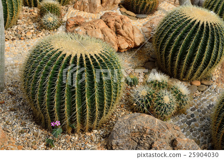 The beautiful big cactus in botanical garden 25904030