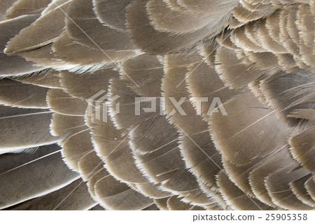 Image of an wing goose. Background texture. Image of an wing goose. Background texture. 25905358