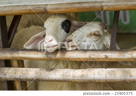 Image of a brown sheep in farm in thailand. Image of a brown sheep in farm in thailand. 25905375