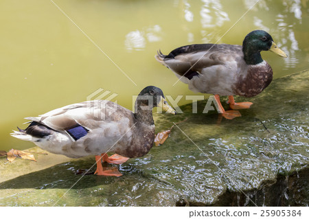 Image of male mallard ducks (Anas platyrhynchos) Image of male mallard ducks (Anas platyrhynchos) 25905384
