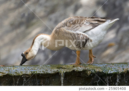 Image of greylag goose on nature background. 25905408