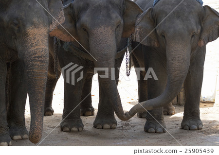 Image of a elephant stand on the ground. thailand. Image of a elephant stand on the ground. thailand. 25905439
