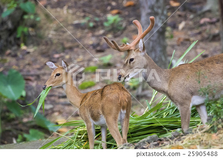 Image of a sambar deer munching grass  25905488