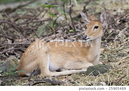 Image of young sambar deer relax on the ground. 25905489