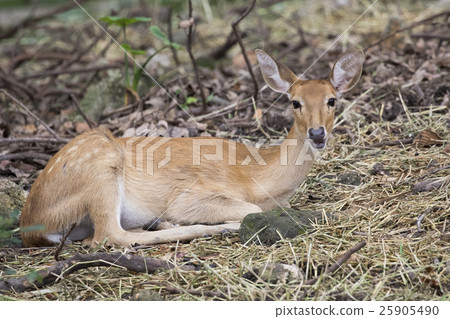 Image of young sambar deer relax on the ground. Image of young sambar deer relax on the ground. 25905490