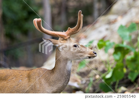 Image of young sambar deer on nature background. 25905540