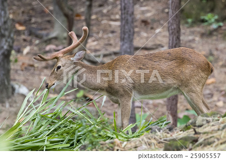 Image of a sambar deer munching grass. 25905557