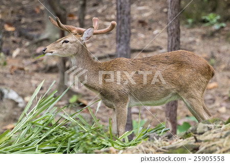 Image of a sambar deer munching grass. 25905558
