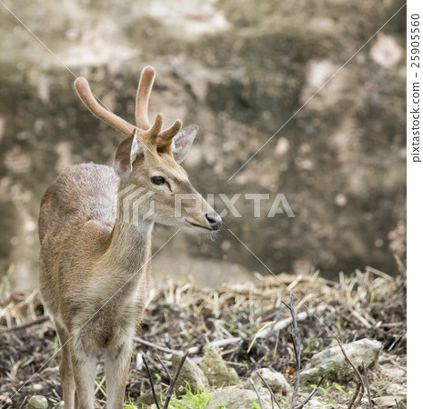 Image of young sambar deer on nature background. 25905560