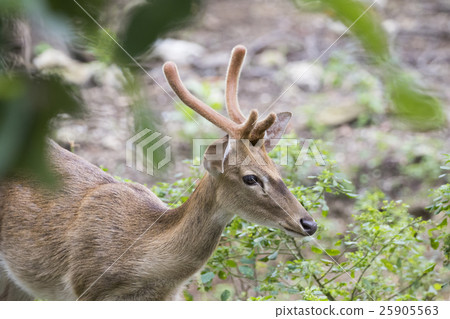 Image of young sambar deer on nature background. 25905563