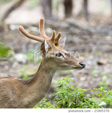 Image of young sambar deer on nature background. Image of young sambar deer on nature background. 25905570