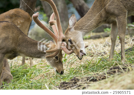 Image of young sambar deer on nature background. 25905571