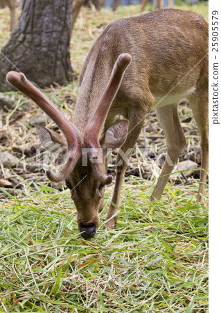 Image of a sambar deer munching grass. 25905579