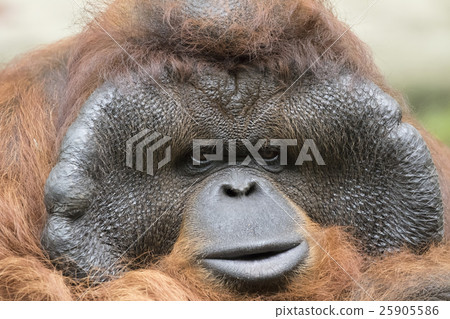 Image of a big male orangutan orange monkey. 25905586