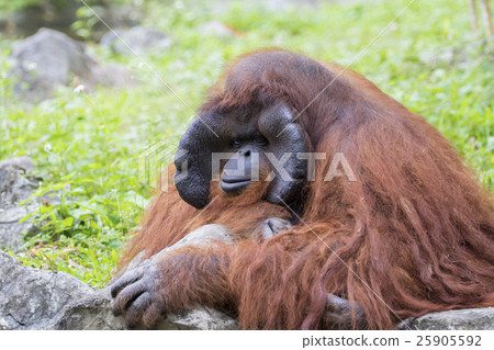 Image of a big male orangutan orange monkey. 25905592