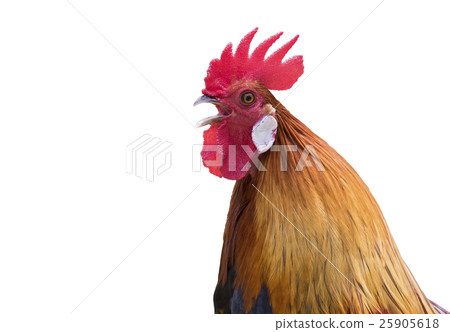 Image of head cock on white background. 25905618