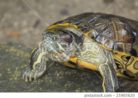 Image of an eastern chicken turtle in thailand Image of an eastern chicken turtle in thailand 25905620