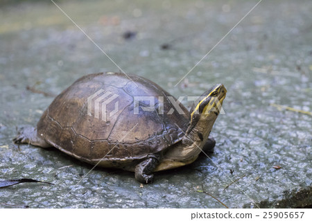 Image of an eastern chicken turtle in thailand 25905657