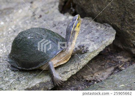 Image of an eastern chicken turtle in thailand Image of an eastern chicken turtle in thailand 25905662