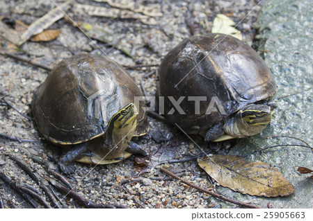 Image of an eastern chicken turtle in thailand Image of an eastern chicken turtle in thailand 25905663