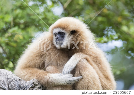 Image of a gibbon sitting on rocks Image of a gibbon sitting on rocks 25905667