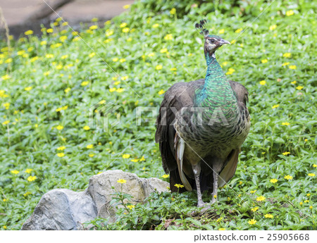 Image of a beautiful peacock on nature background. 25905668