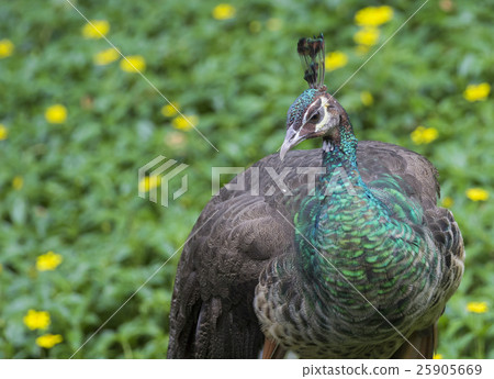 Image of a beautiful peacock on nature background. Image of a beautiful peacock on nature background. 25905669