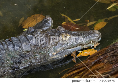The image of a large crocodile in the water. The image of a large crocodile in the water. 25905670