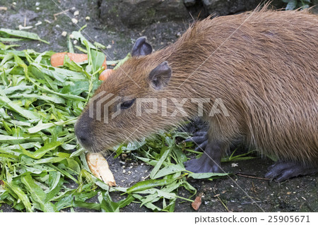 Image of a muskrat (Ondatra zibethicus) Image of a muskrat (Ondatra zibethicus) 25905671