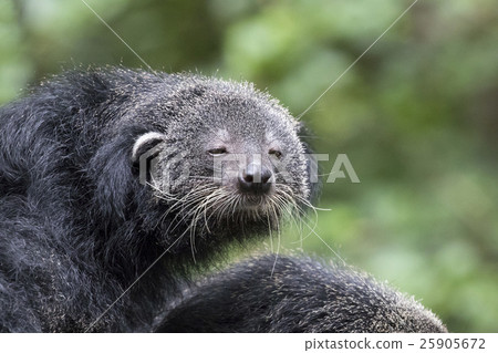 Image of a binturong on nature background. 25905672