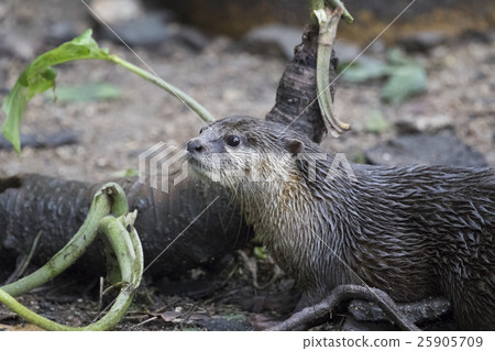 Image of a otter on nature background. Image of a otter on nature background. 25905709